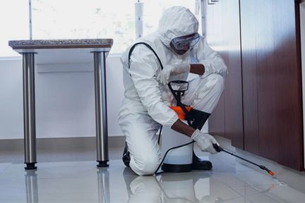 pest control services in dubai
